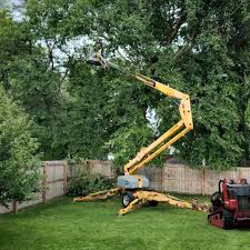 Best Tree Mulching  in Las Maravillas, NM