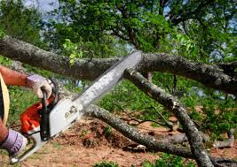 Best Tree Cabling and Bracing  in Las Maravillas, NM