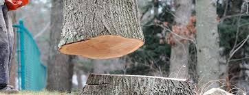 Trusted Las Maravillas, NM Tree Removal Experts