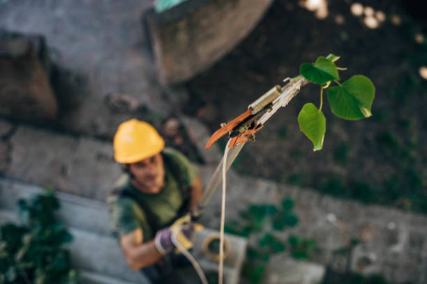 Best Tree Disease Treatment  in Las Maravillas, NM