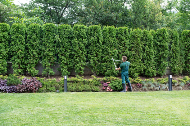 Best Tree Disease Treatment  in Las Maravillas, NM