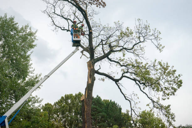 Best Tree Maintenance Programs  in Las Maravillas, NM
