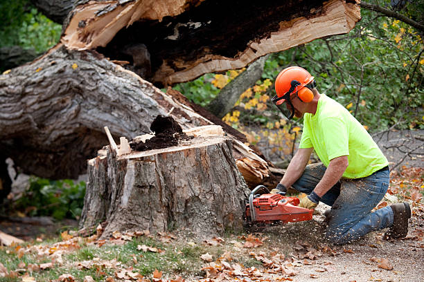 Lawn Maintenance Plans in Las Maravillas, NM