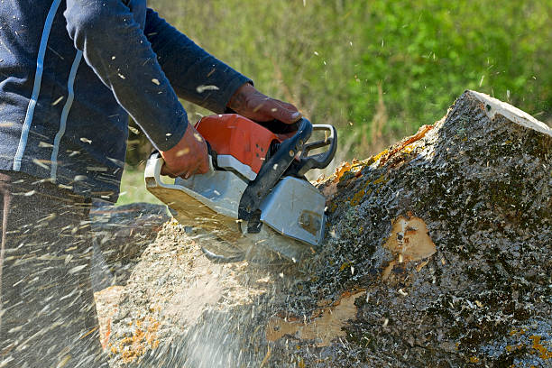 Best Tree Removal  in Las Maravillas, NM