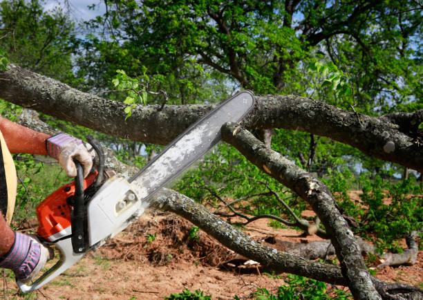Lawn Watering Services in Las Maravillas, NM